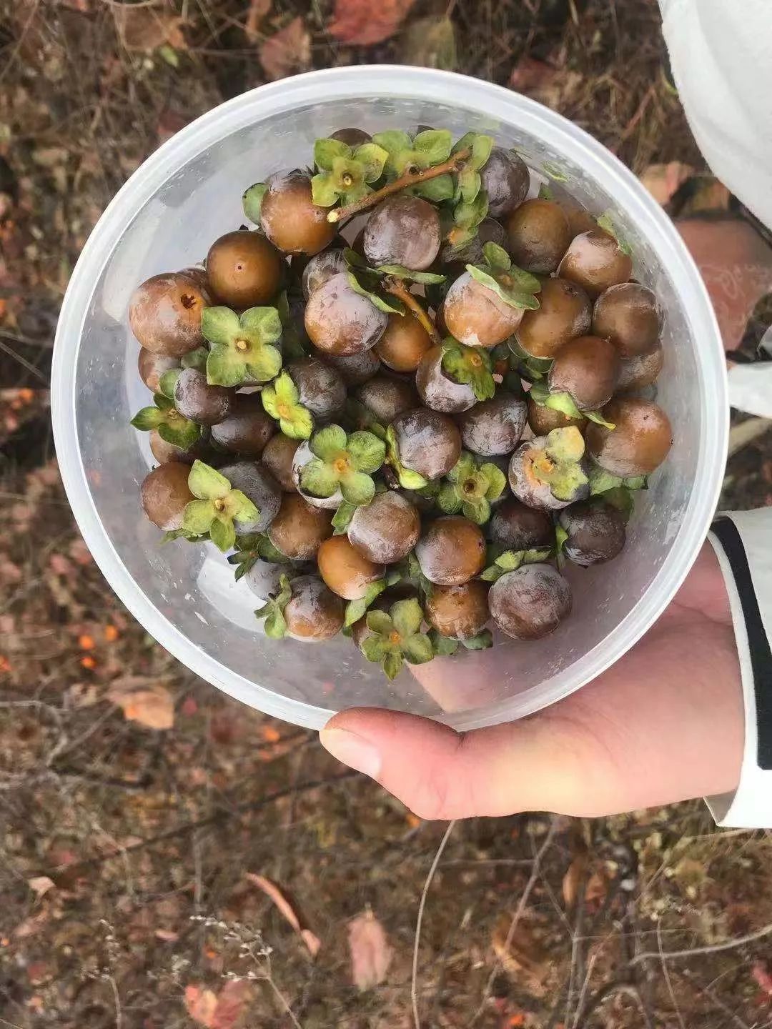 房山南北梯摘柿子,冬天去清凉山摘柿子