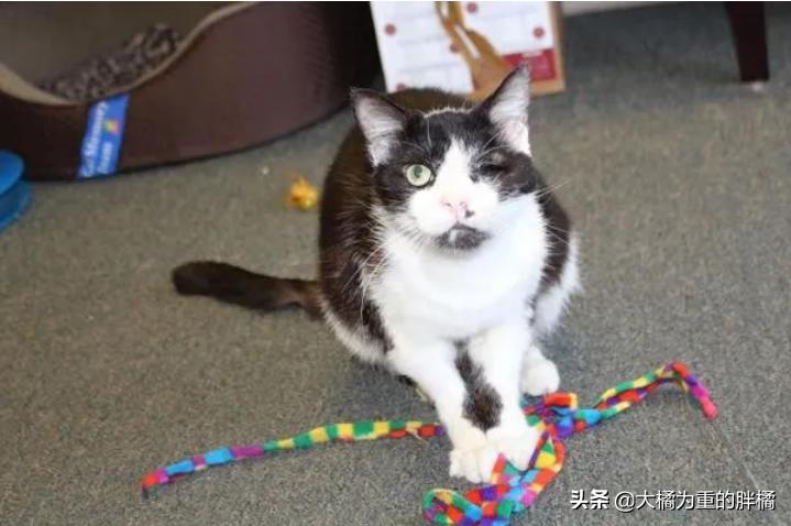 猫咪被车撞了瘫软无力无呼吸,猫咪被撞后急救