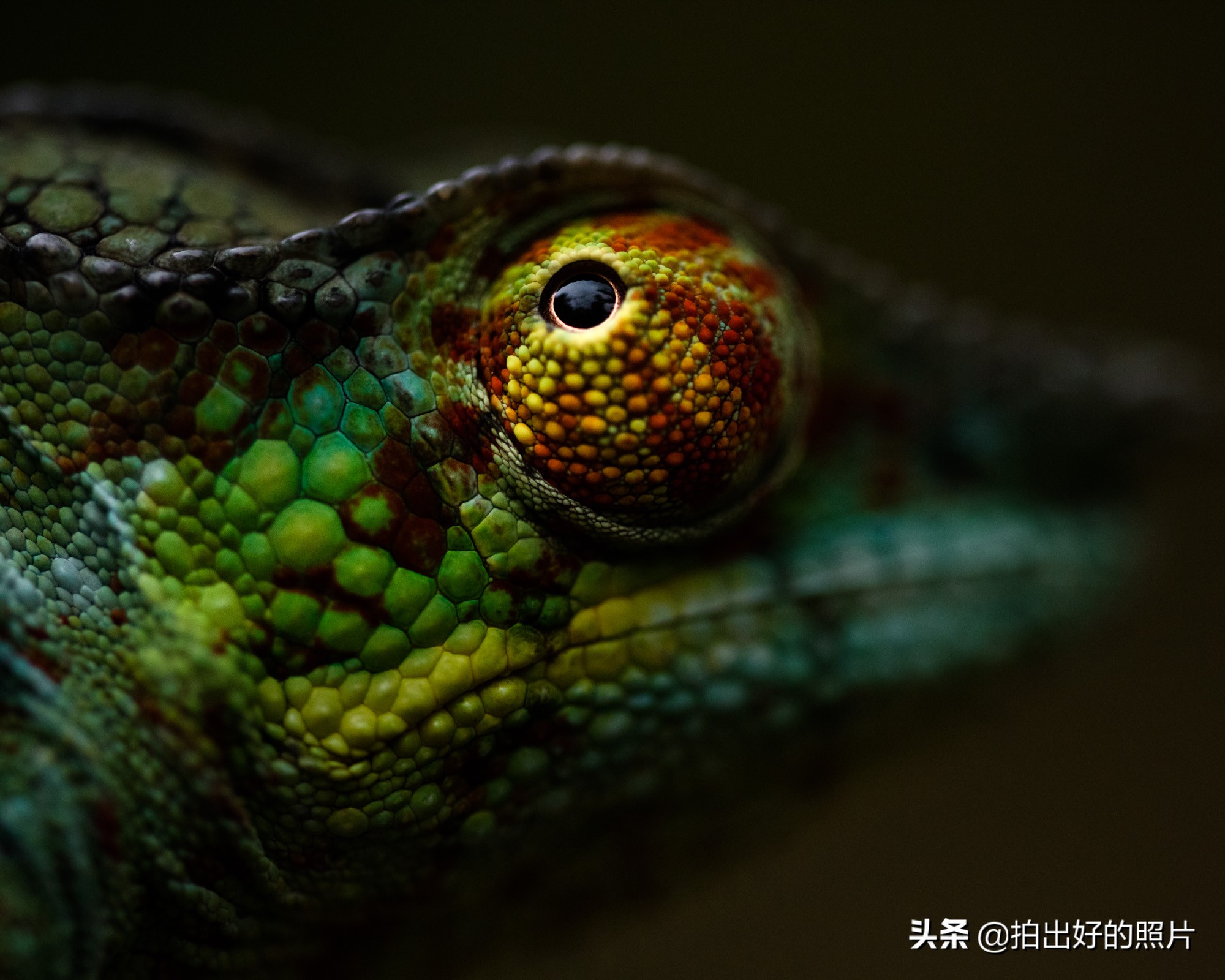 拍摄微距照片有什么技巧,微距摄影都拍什么