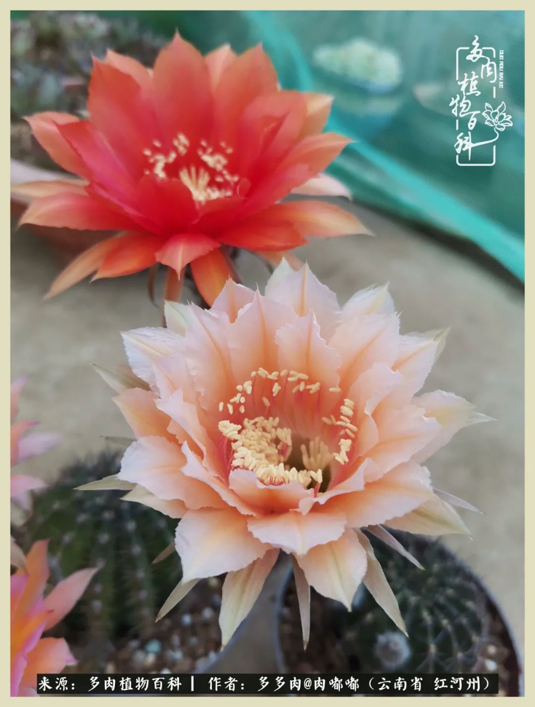 这个春天我们一起去赏花,这个季节我们一起去看花