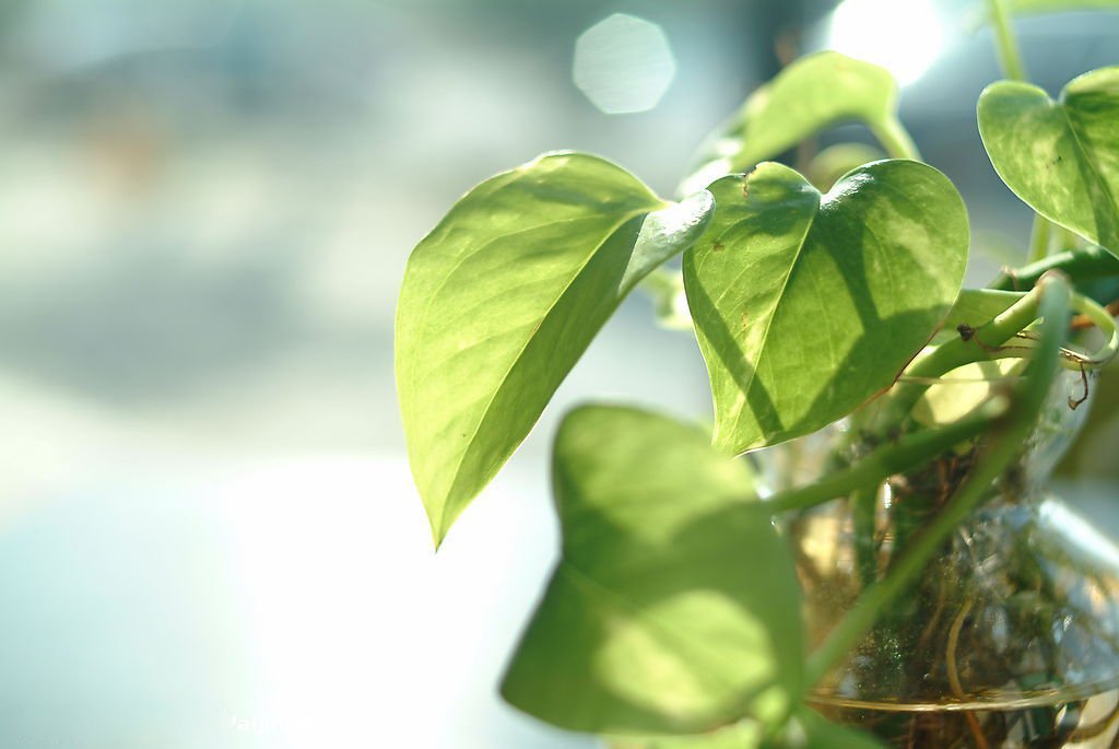 绿萝茎叶发黑腐烂怎么回事,绿萝根茎发黑怎么处理