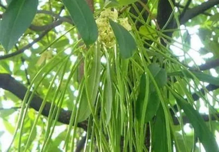 百种味道的果子,四季百种果子图片