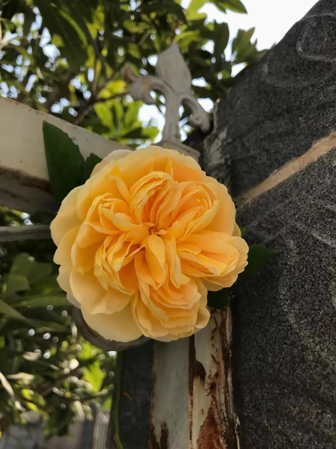 大理洱海风花雪月的故事,游大理阅读理解