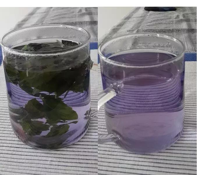 春天养一盆草花,养这4种花放松安神能睡更香