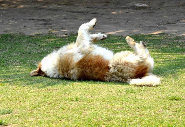 狗狗身体求救表现,狗狗的六大求救信号