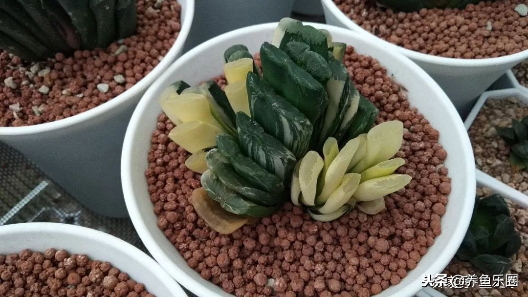 这位土豪家的渔场,光滤材就花了500多万,你确定不要见识一下?