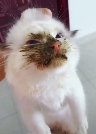 猫咪不习惯吃的表现,猫咪不为人知的用途