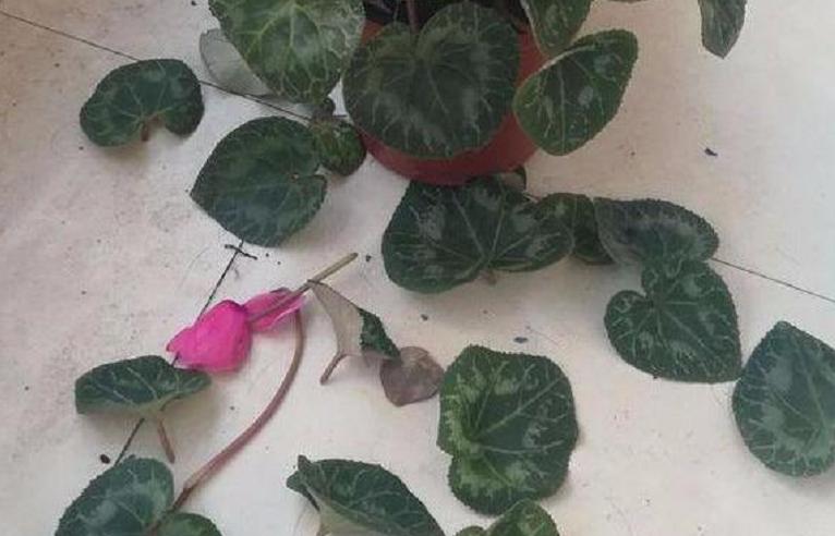 夏天养仙客来怎么养,半年苗仙客来休眠怎么养护