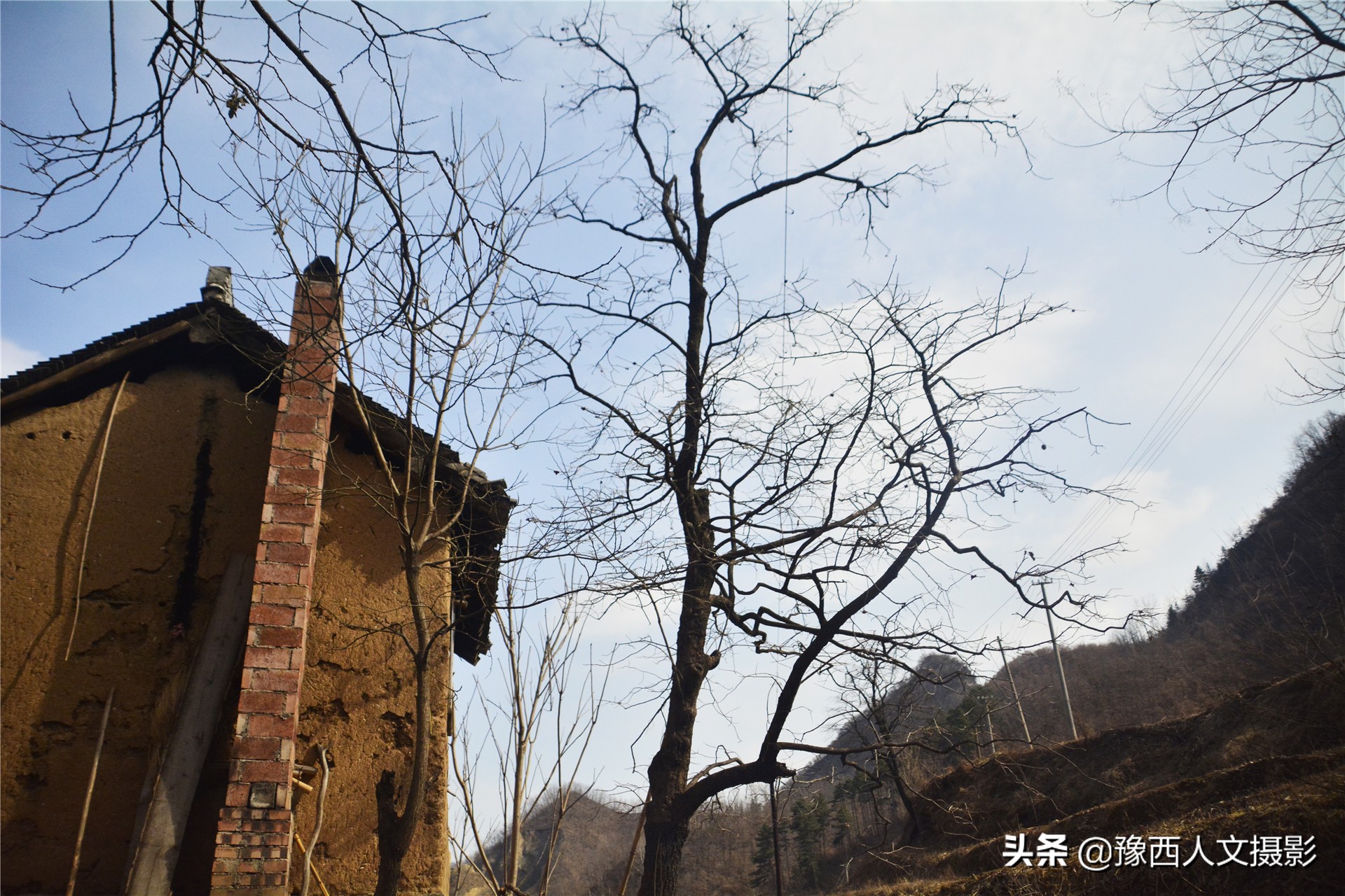 一百多年的老柿树才长这么大,碗口粗无核柿树图片