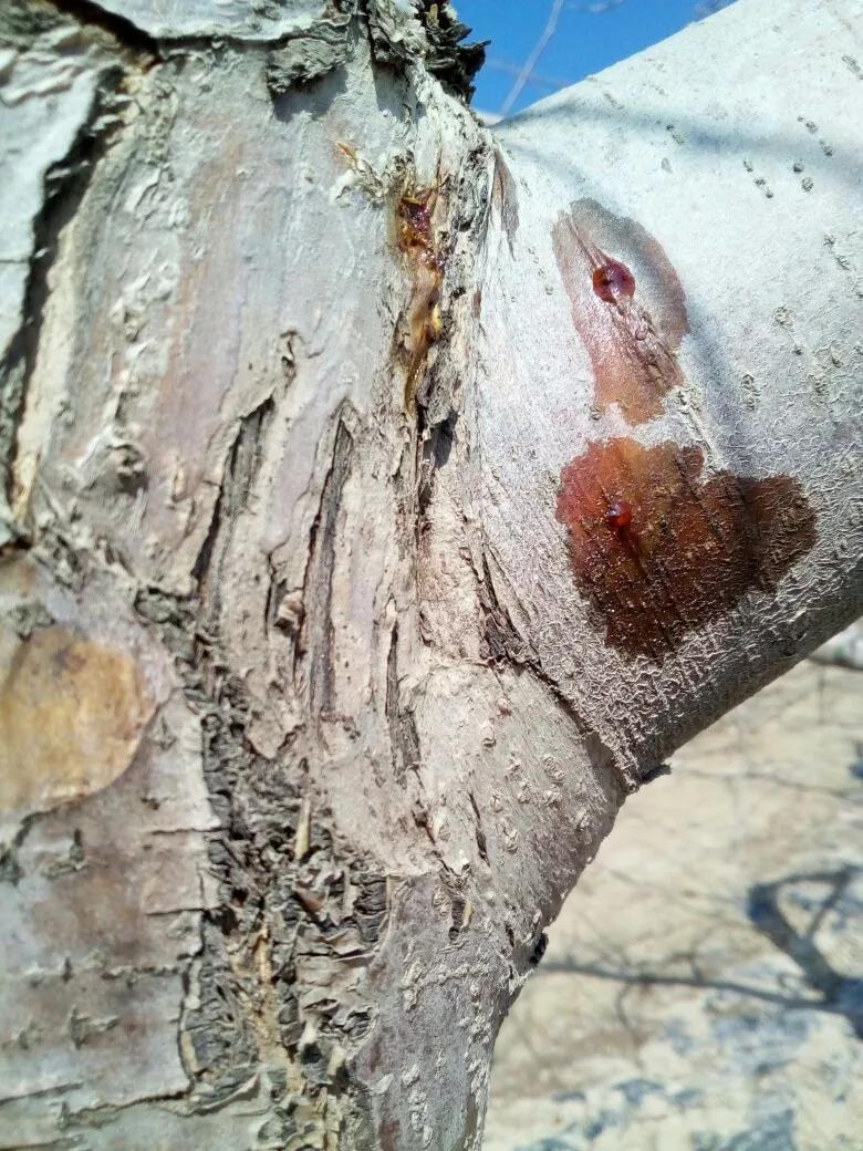 腐烂病是什么病害,腐烂病的防治