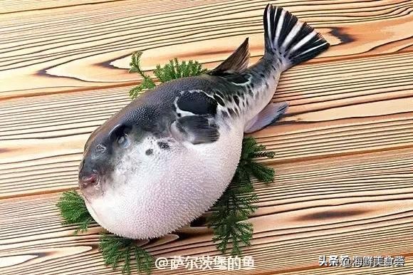 32种经典寿司做法视频,寿司常用的鱼