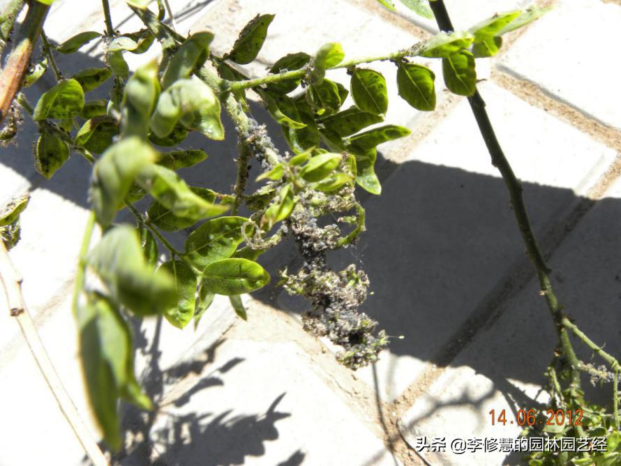 防止园林虫害的方法,园林虫害及防治汇总表