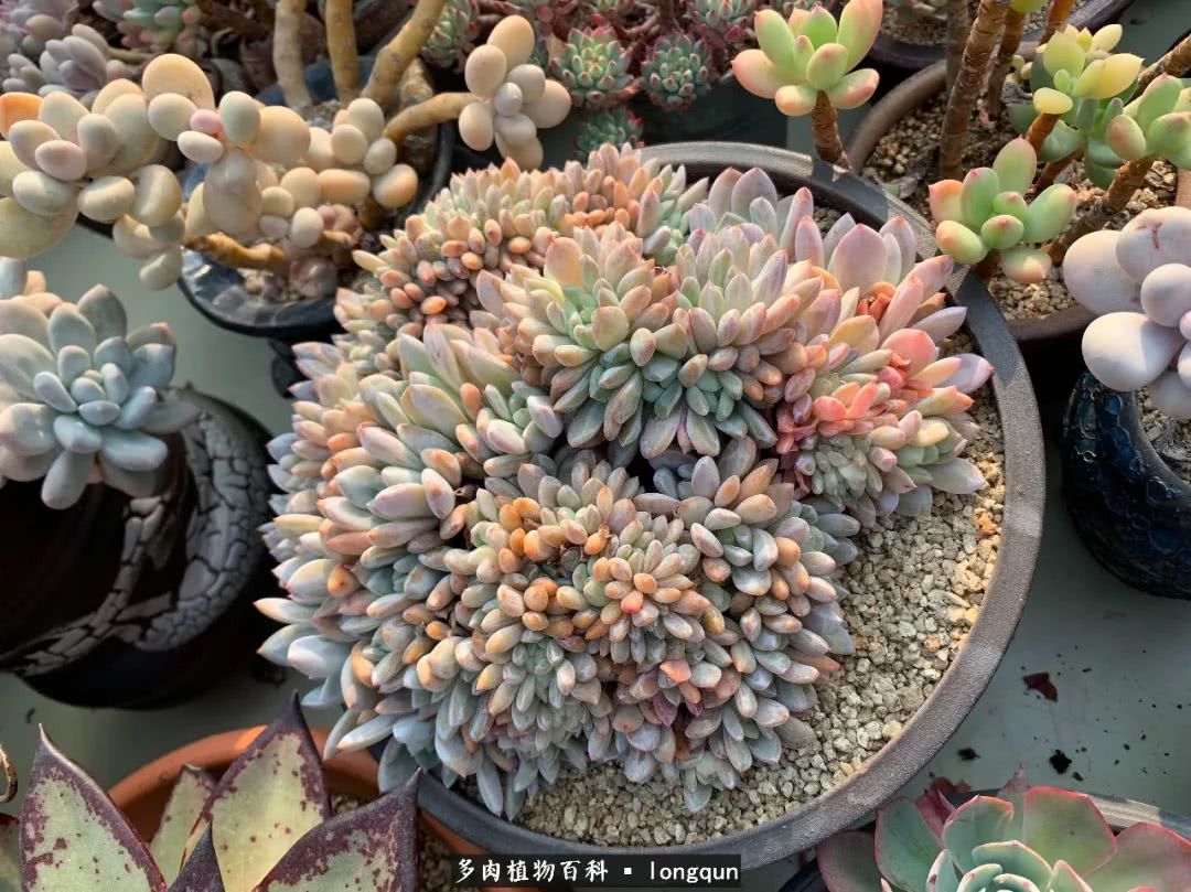 肉叔带你走遍韩国多肉大棚,记一次精彩的采摘之旅