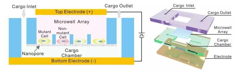 北航教授研发纳米芯片，30分钟即可解析肺癌细胞基因突变|专访