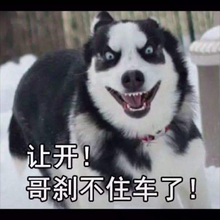 绝育狗狗多少钱,狗狗拆蛋做绝育