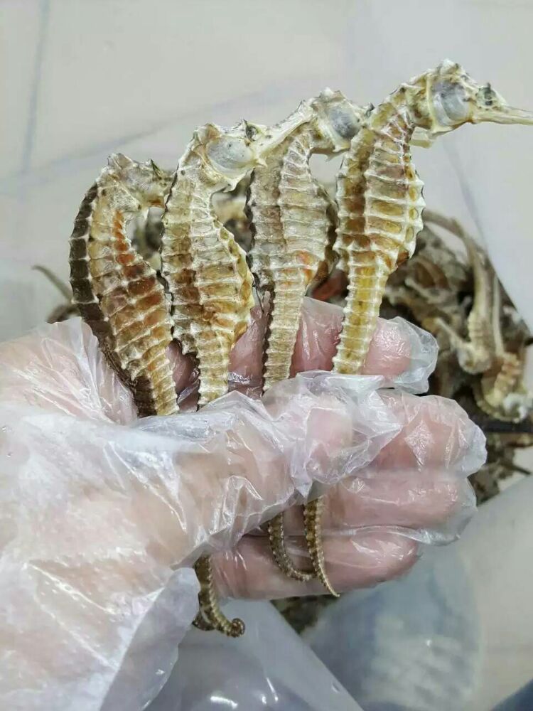 海陵岛闸坡渔港,海陵岛闸坡世界级渔港码头