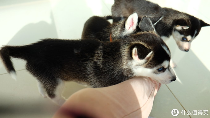 一次创世纪的生活体验—记哈士奇当妈妈