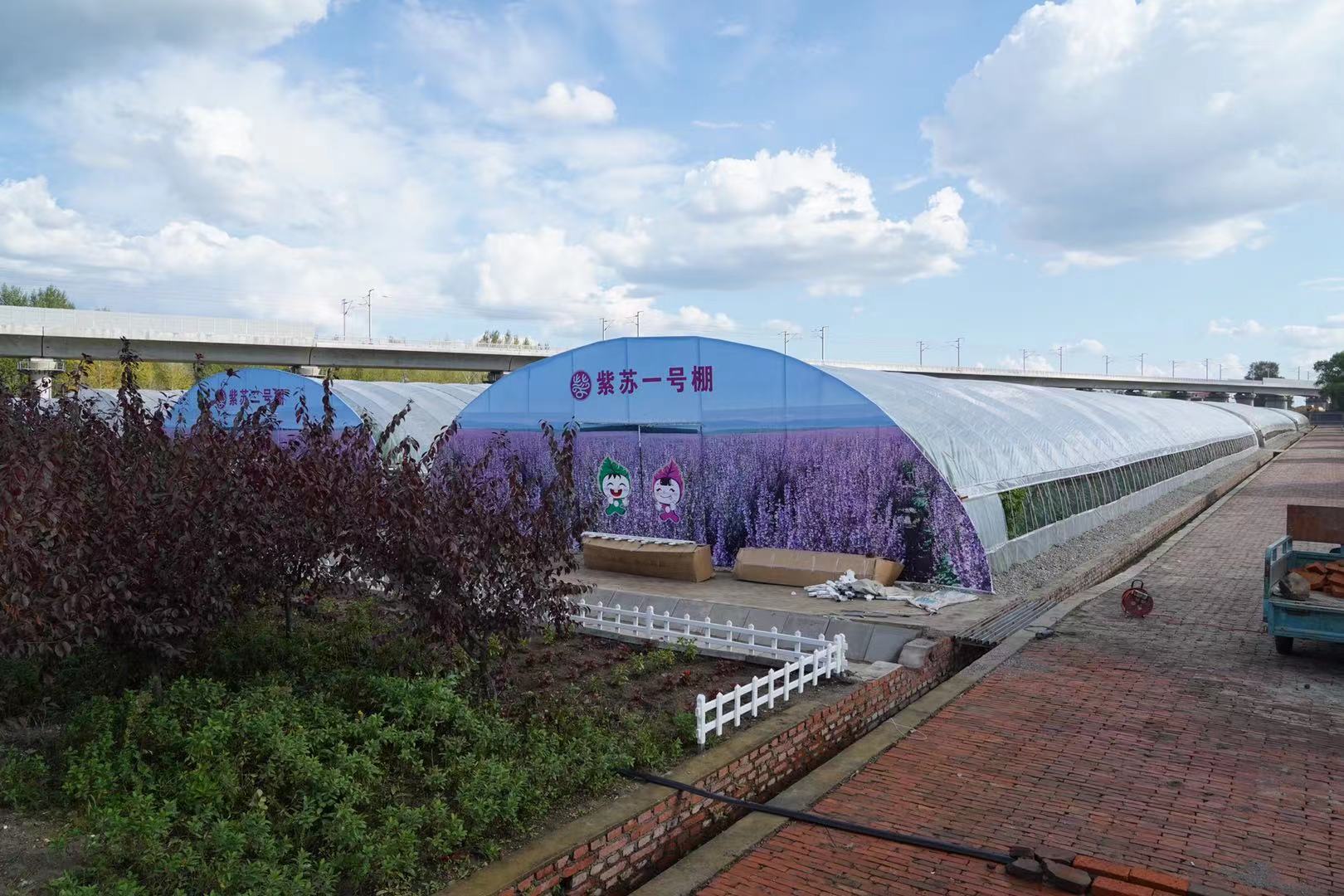 桦南紫苏种植基地在哪里,桦南紫苏简介