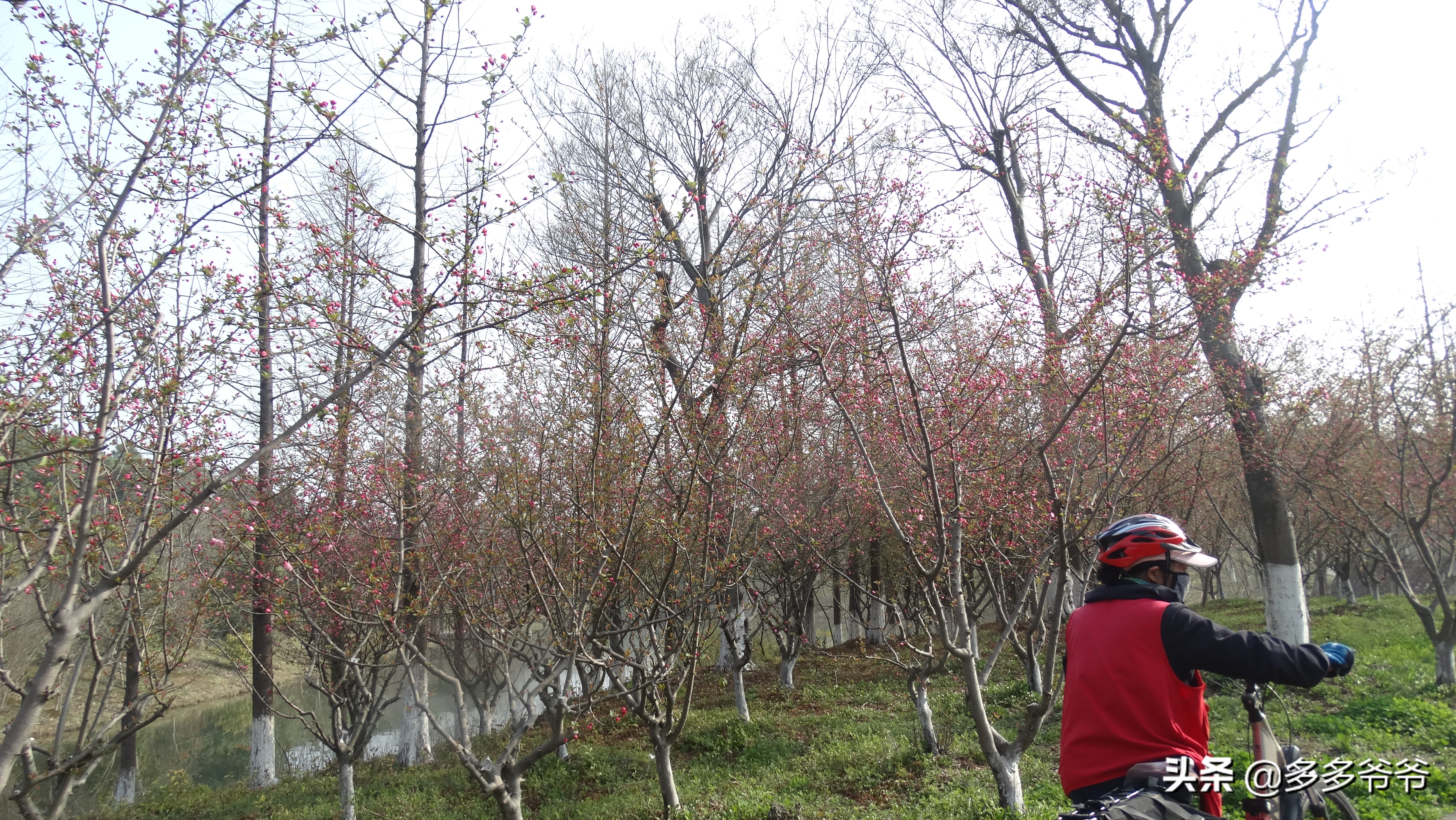 常州赏花自驾,常州附近有没有好玩的公园免费的