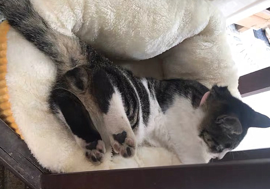 猫咪的肛门腺不一定要挤，但前提是主人做好定期检查