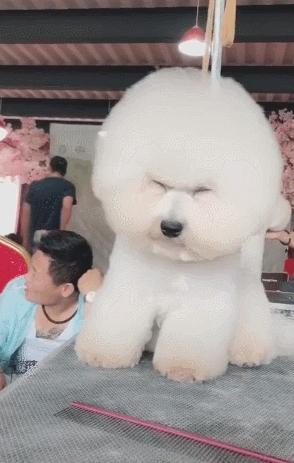 戈赞：狗狗修毛时犯困竟然被修成了这样