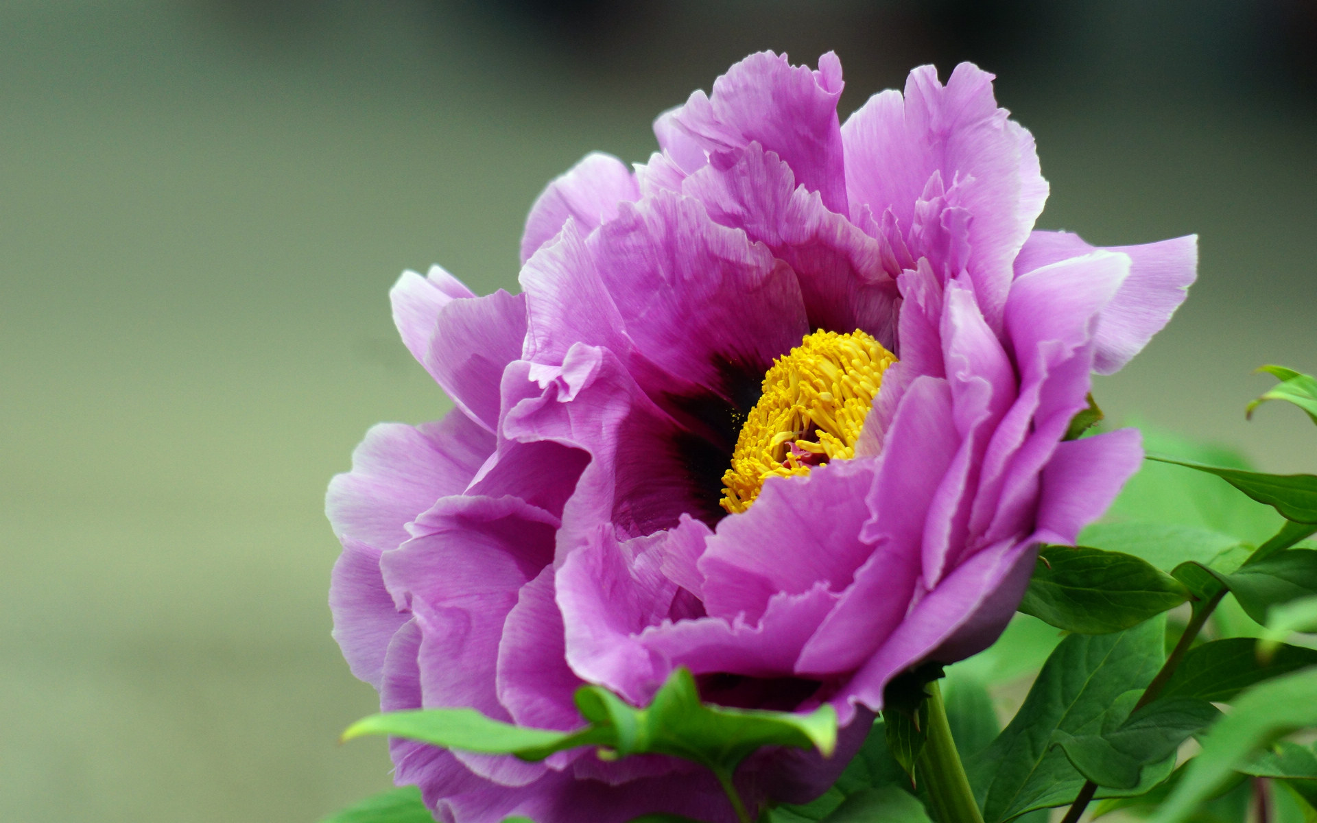 烂根不发芽的牡丹花还有用吗,牡丹花烂根泡完怎么栽种