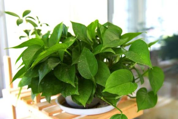 五种植物最能净化空气除甲醛,甲醛克星第一名植物好养