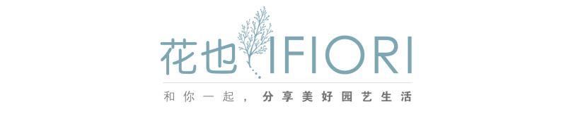 碗莲怎么磨开口,碗莲的正确打开方式