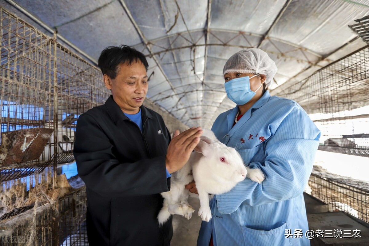 一个办法，解决冬天兔子饮水问题，长膘快，产仔多，一年多挣1000