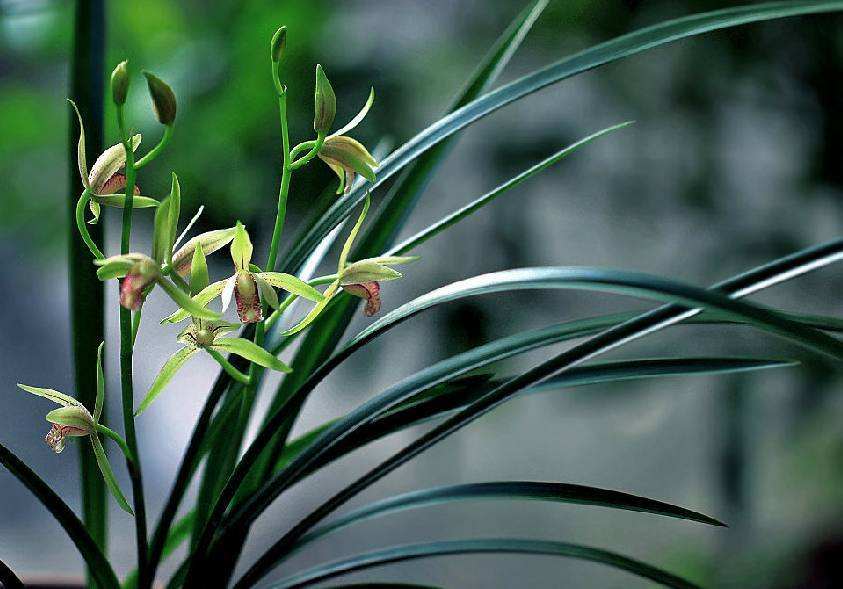 兰花介壳虫什么原因,兰花介壳虫的治疗