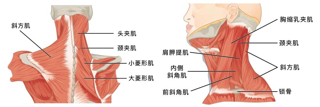 健康乐享官,健康乐享官健身打卡