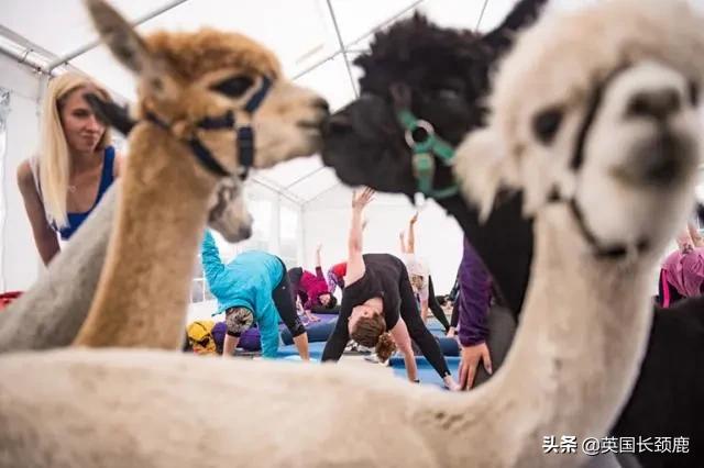 羊驼忧郁症,羊驼抑郁症治疗