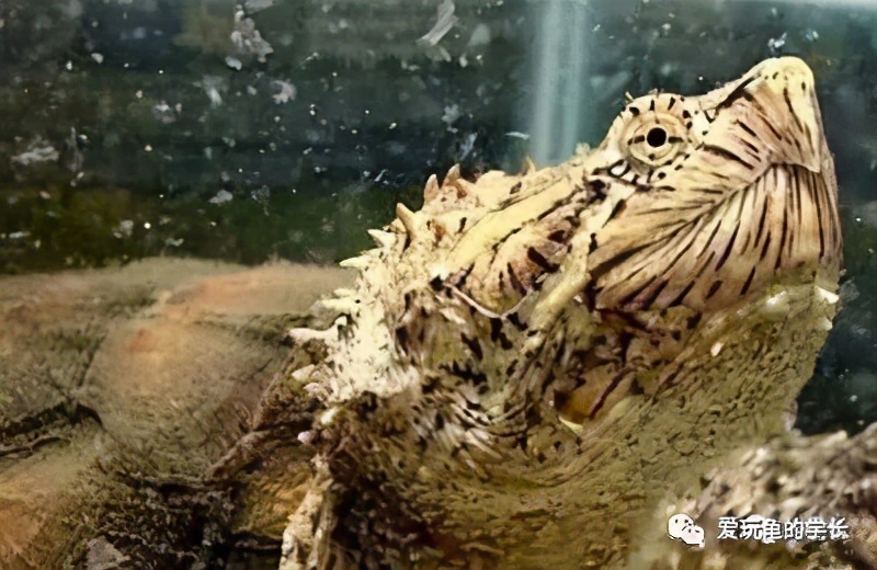 佛鳄龟最佳饲养温度,佛鳄龟黑色环境饲养