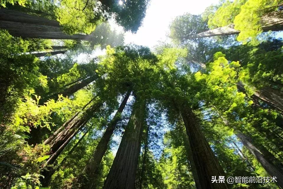 神奇“树联网”，地球本身是一个巨大的超生物体