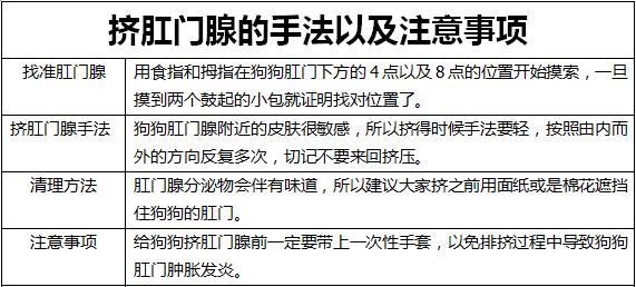 为什么狗狗见面就闻屁屁,狗狗总是爱闻主人的屁屁
