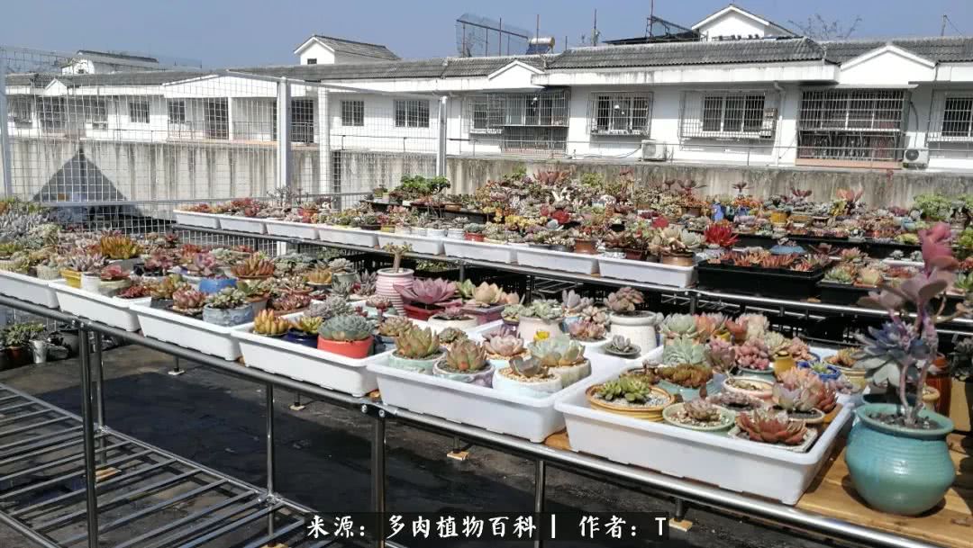 多肉还可以这样玩(上):八年养肉路剪影!