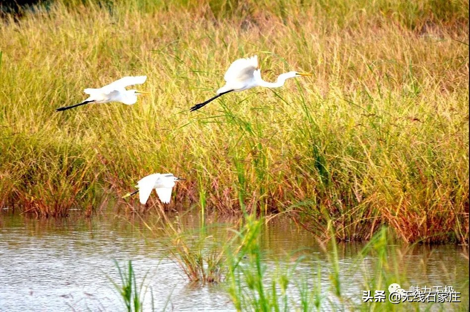 澶х編鏃犳瀬楂樻竻鐩存挱,澶х編鏃犳瀬