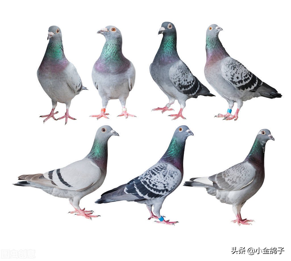 天落鸽进棚,天落鸽子进笼门