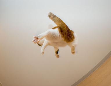 猫咪耳朵流水而且呕吐是什么原因,猫咪耳朵流水状分泌物