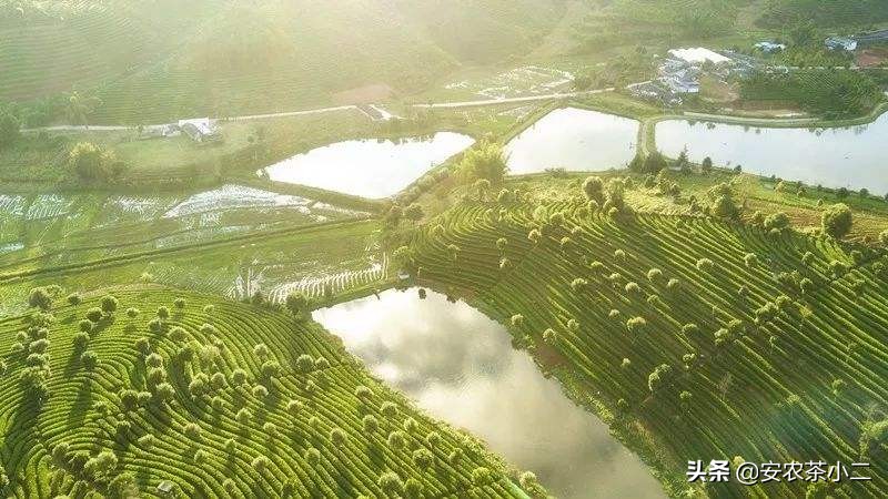 云南普洱茶生茶十大名茶,云南十大名茶第一名