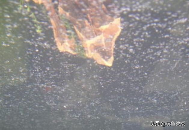 鱼缸上滤水流出来很多细小气泡,鱼缸里面有气泡怎么解决