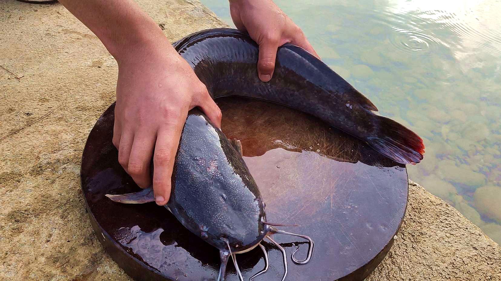 被人误解最深的鱼,被人误会最深的一种鱼