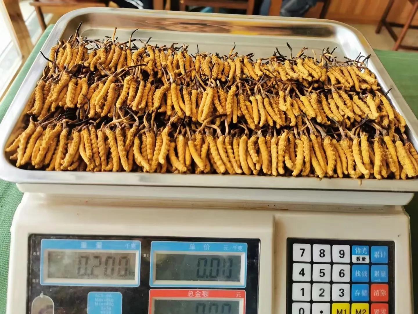 冬虫夏草鸡汤做法虫草放多少,孕妇虫草炖鸡汤一般放几根