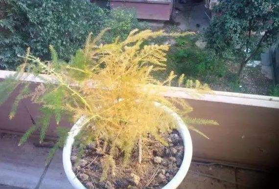 文竹叶子发黄怎么办能快速解决,文竹叶子发黄的补救方法