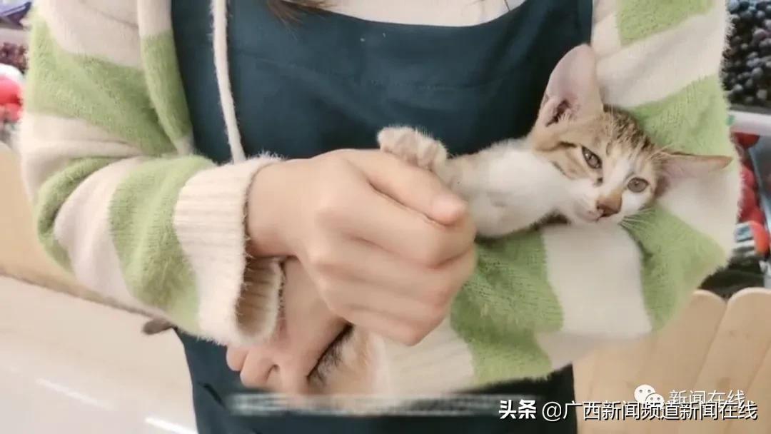 男子当街踢死小猫确认死亡后离开,广西男子一脚踢死小猫后续