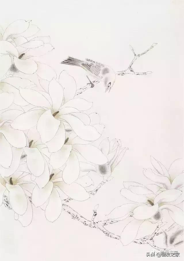 工笔玉兰的画法和染色,工笔玉兰花教学