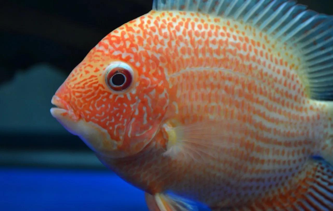 成品鱼缸上滤盒改造,制作一口鱼缸需要多少钱