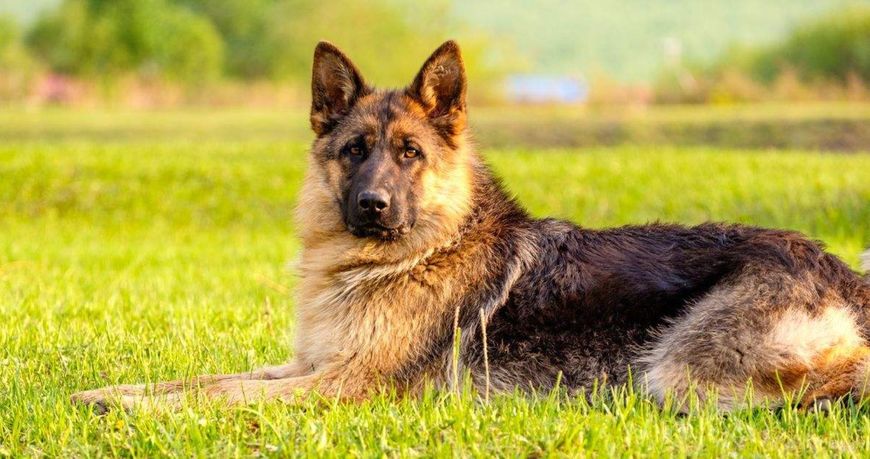 狗狗买什么品种最合适,怎么给狗狗选择宠物狗品种