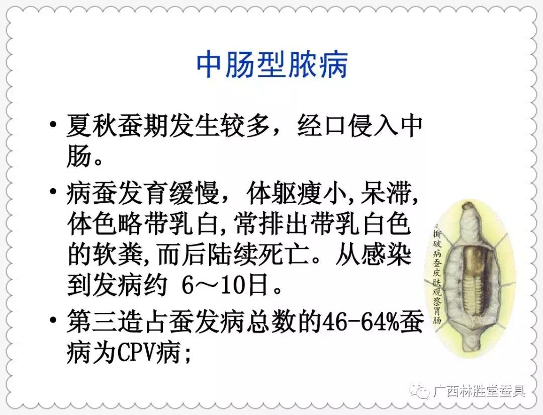 蚕脓病毒怎么彻底消灭,怎样防治脓蚕