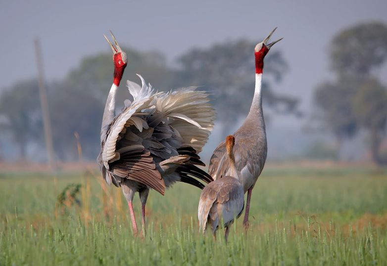 东江揽胜,惠州淡水常见鸟类图谱